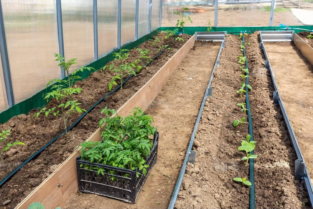 Vegetables in greenhouse drip irrigation Vegetables in greenhouse drip irrigation